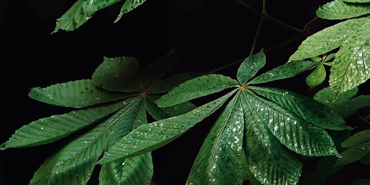 políticas de compliance e crescimento